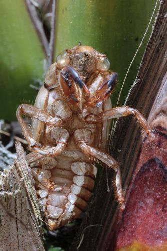Tibicina haematodes