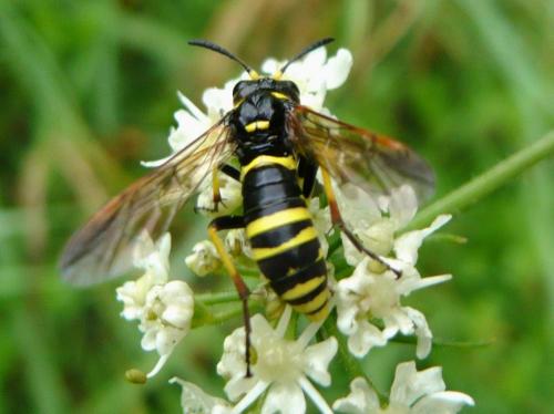 Tenthredo sp.