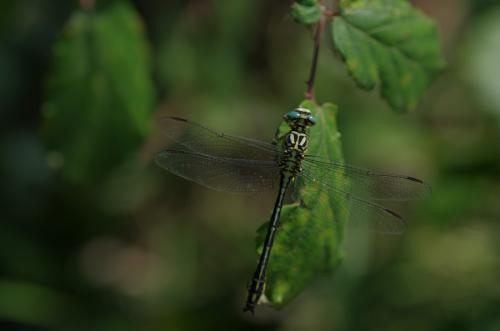 Stylurus flavipes