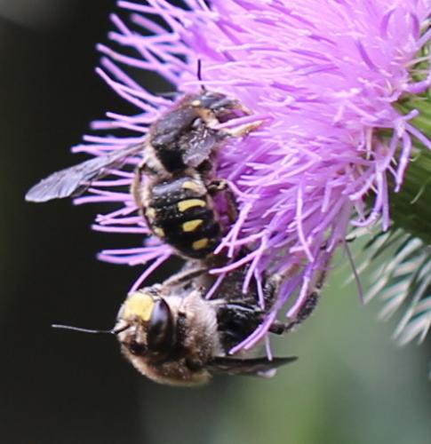 Anthidium septemspinosum