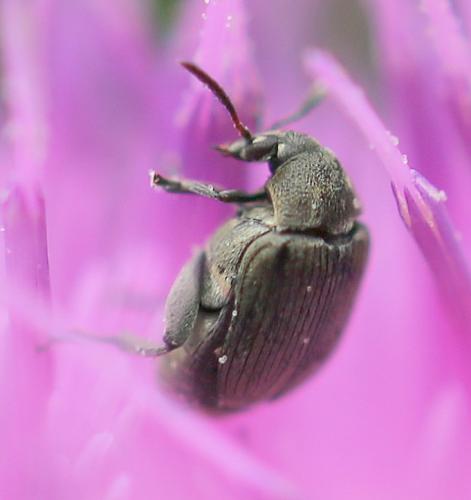 Bruchidius sp.