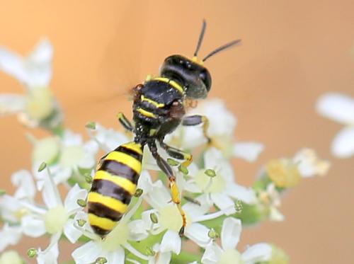 Ectemnius lituratus