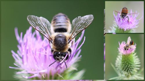 Réf. 144 877 : Megachile maritima