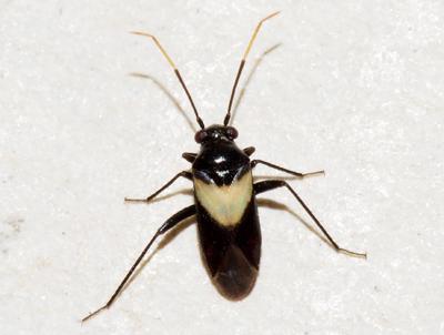 Auchenocrepis minutissima