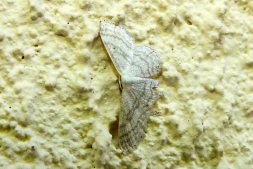 Réf. 144 465 : Idaea subsericeata