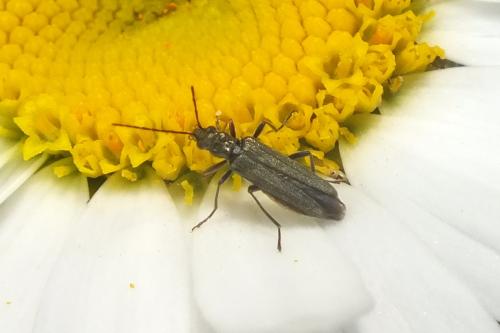 Oedemera flavipes