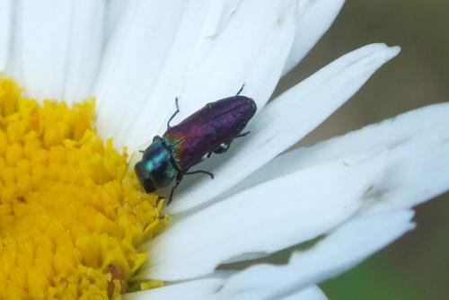 Anthaxia ignipennis