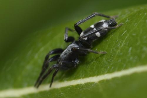 Aphantaulax sp.