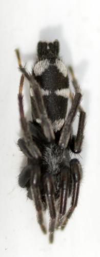 Aphantaulax sp.