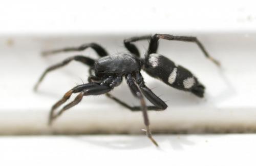 Aphantaulax sp.
