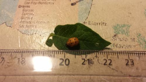 Coccinella septempunctata