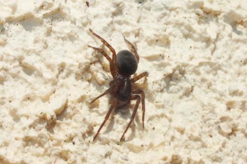 Amaurobius sp.