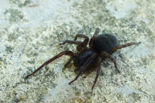 Réf. 144 468 : Amaurobius sp.