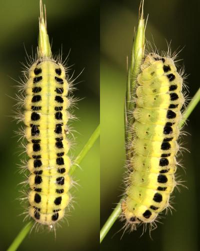 Zygaena sp.
