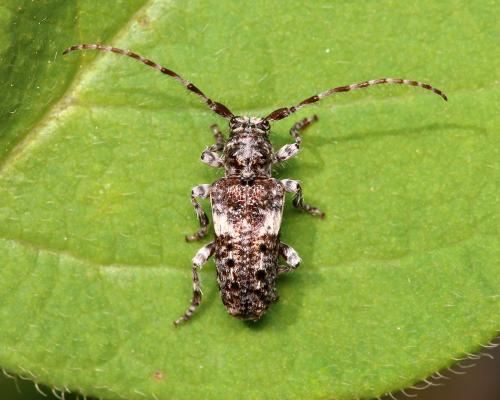 Réf. 144 687 : Pogonocherus fasciculatus
