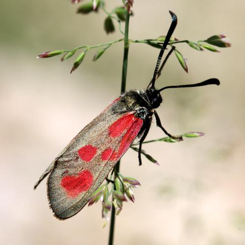 Zygaena loti