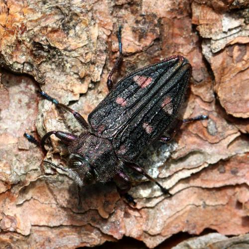 Réf. 144 831 : Chrysobothris chrysostigma