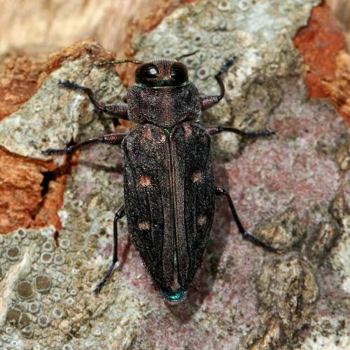 Réf. 144 832 : Chrysobothris affinis