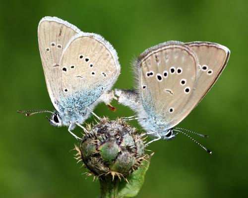Réf. 144 847 : Cyaniris semiargus