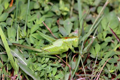 Réf. 144 815 : Tettigonia cantans