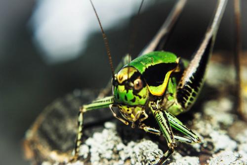 Réf. 144 544 : Eupholidoptera chabrieri chabrieri