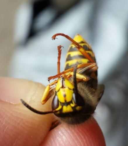 Dolichovespula media