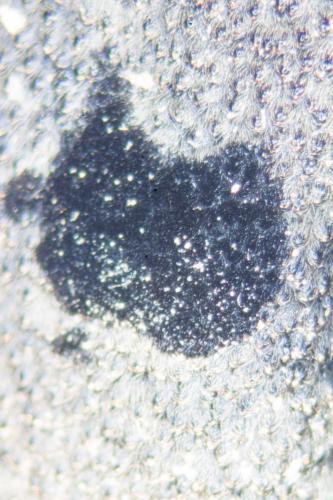 Morimus asper funereus