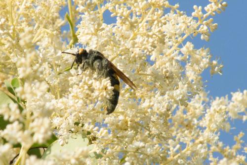 Réf. 144 585 : Megascolia maculata