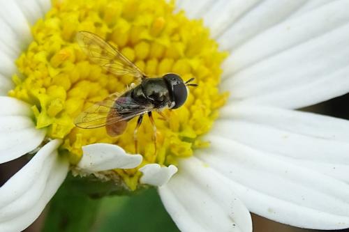 Réf. 144 548 : Paragus sp.