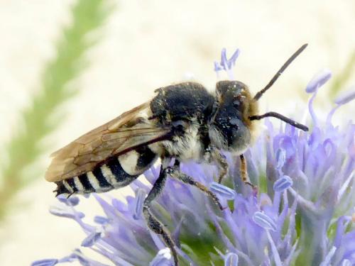 Réf. 144 686 : Coelioxys sp.