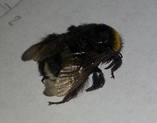 Bombus sp.