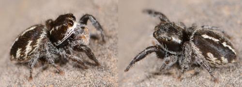 Pellenes sp.