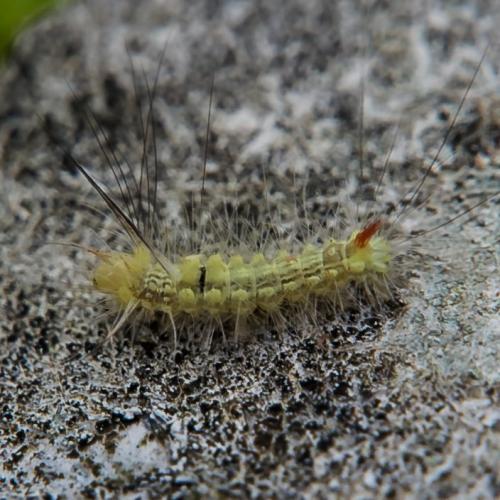 Calliteara pudibunda