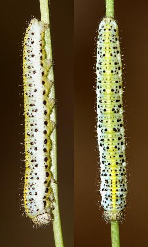 Réf. 144 838 : Anthocharis euphenoides