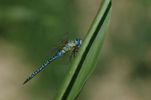 Aeshna affinis