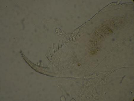 Daphnia pulex