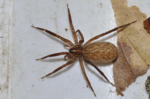 Réf. 144 182 : Zora nemoralis