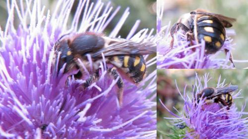 Anthidium septemspinosum