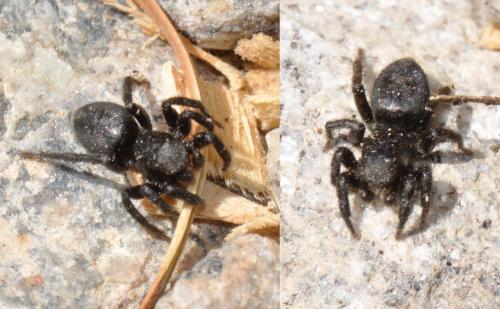 Phlegra fasciata