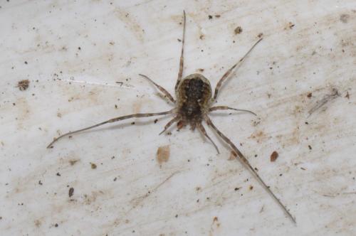 Oligolophus sp.