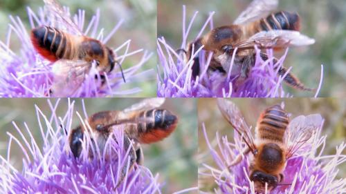 Megachile lagopoda