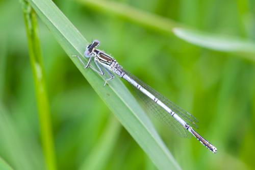 Platycnemis pennipes