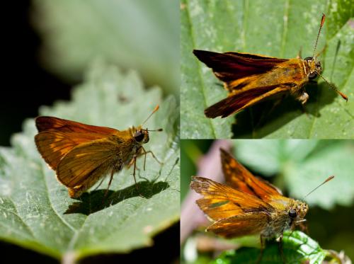 Ochlodes sylvanus