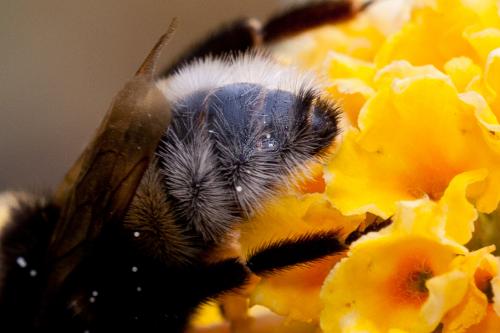 Bombus sylvestris