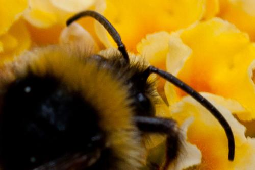 Bombus sylvestris