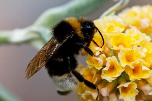 Bombus sylvestris