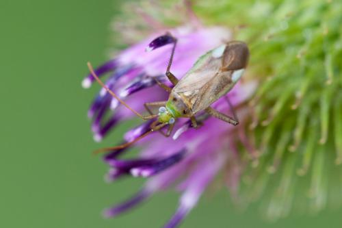 Réf. 144 422 : Adelphocoris sp.