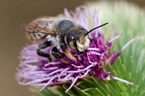 Megachile sp.
