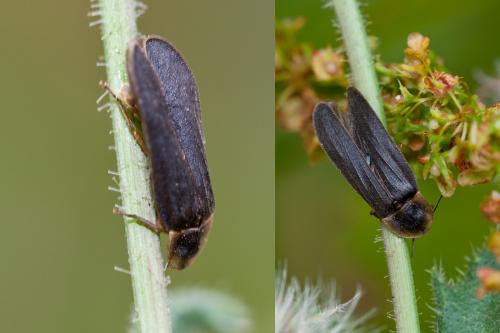 Lampyris noctiluca