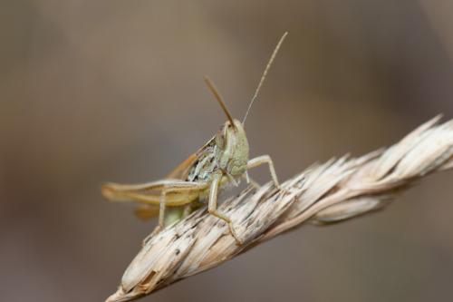 Euchorthippus sp.